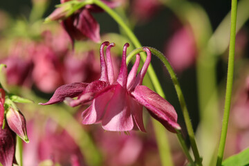 Ancolie commun (Aquilegia vulgaris)
Aquilegia vulgaris in flower
