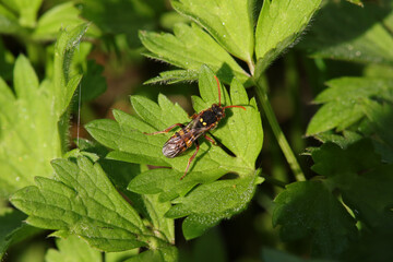 Nomade de Marsham (Nomada marshamella)
Nomada marshamella in its natural element
