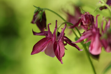 Ancolie commun (Aquilegia vulgaris)
Aquilegia vulgaris in flower
