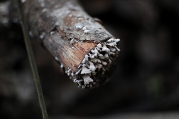 Close-up of fungi growth on a decaying branch in a dark environment, creating a natural still life
