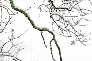  Snow on the branches of trees. Winter background