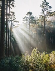 Obraz premium Sunbeams Illuminate Misty Forest With Tall Trees