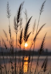 Fototapeta premium Silhouetted Grass Stalks Framing A Sunset Scene