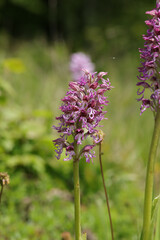 Orchis x beyrichii (O. militaris x O. simia), 
O. militaris x O. simia in flower
