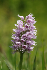 Orchis singe (Orchis simia)
Orchis simia in flower
