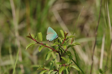 Argus vert (Callophrys rubi)
Callophrys rubi in its natural element

