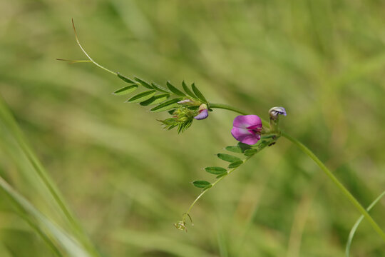 Vesce &agrave; folioles &eacute;troites --- Vesce cultiv&eacute;e --- Vesce des moissons (Vicia sativa)
Vicia sativa in flower
