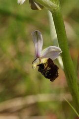 Ophrys bourdon (Ophrys fuciflora)
Ophrys fuciflora in flower

