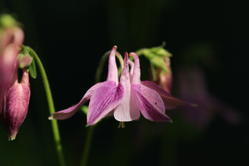 Ancolie commun (Aquilegia vulgaris)
Aquilegia vulgaris in flower
