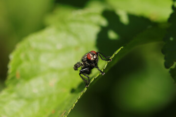 Mouche à damier (Sarcophaga spec.)
Sarcophaga spec. on an unidentified flower or plant
