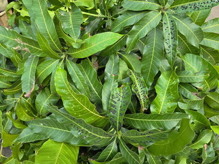  Mango leaves are damaged by bark beetle destroys plants by penetrating the sap of plant leaves.The...