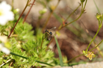 Sphaerophoria sp.
Sphaerophoria sp. in its natural element
