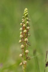 Orchis homme-pendu (Orchis anthropophora)
Orchis anthropophora in flower
