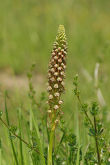 Orchis homme-pendu (Orchis anthropophora)
Orchis anthropophora in flower
