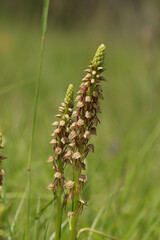 Orchis homme-pendu (Orchis anthropophora)
Orchis anthropophora in flower
