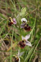 Ophrys bourdon (Ophrys fuciflora)
Ophrys fuciflora in flower
