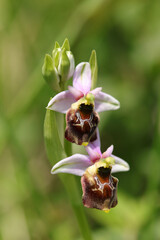 Ophrys bourdon (Ophrys fuciflora)
Ophrys fuciflora in flower
