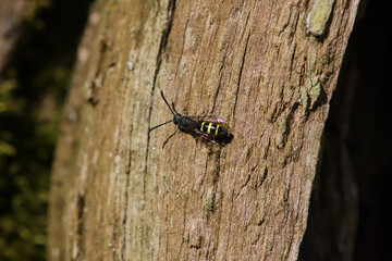 Sapyga clavicornis
Sapyga clavicornis in its natural element
