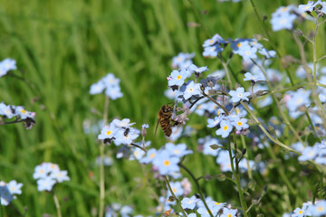 Abeille domestique --- Abeille mellif&egrave;re (Apis mellifera)
Apis mellifera on an unidentified flower or plant
