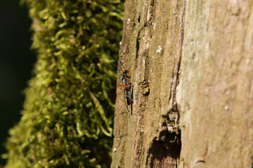 Miris striatus
Miris striatus in its natural element
