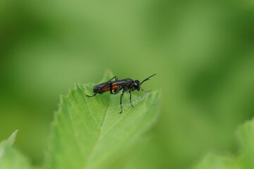 Naklejka premium Macrophya annulata Macrophya annulata in its natural element 