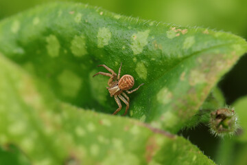 Xysticus sp.
Xysticus sp. in its natural element
