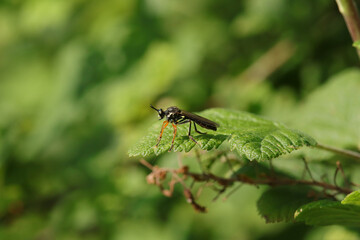 Dioctria rufipes
Dioctria rufipes in its natural element
