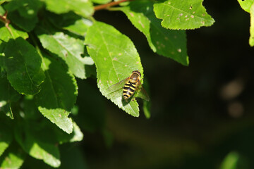 Syrphe du Groseillier (Syrphus ribesii)
Syrphus ribesii on an unidentified flower or plant
