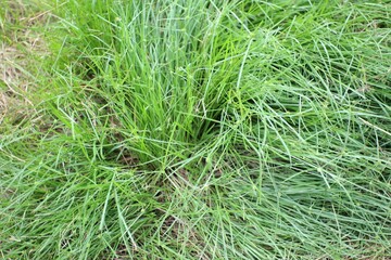 Close-up view of vibrant green grass growing densely in a natural outdoor setting