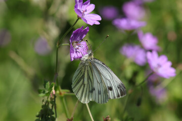 Piéride du navet (Pieris napi)
Pieris napi on an unidentified flower or plant
