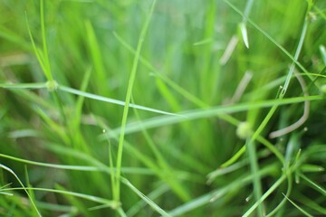 Close-up view of blades of green grass with a shallow depth of field creating a blurred background