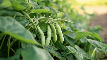 Fresh green haricot beans growing on a lush plant surrounded by vibrant green leaves in a natural outdoor setting.