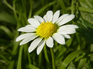 Obraz premium Margherita