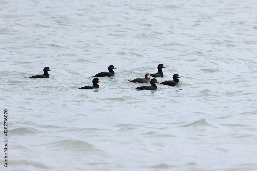 Wall mural A flock of Harlequin ducks swims across the sea