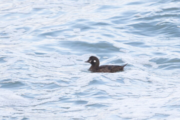 A female Harlequin duck swims in the sea