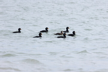 Fototapeta premium A flock of Harlequin ducks swims across the sea