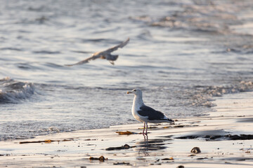Seagull standing on the shore close-up