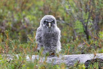 Nestling Great Gray Owl sitting on a log close up