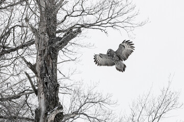 Great gray owl flies up to a tree to sit on a branch. Monochrome