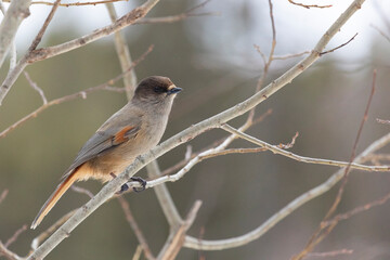 Siberian jay sits on a  tree, close up