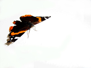 Farfalla