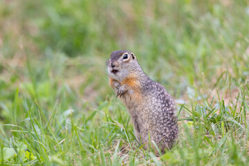 Fototapeta premium Speckled ground squirrel animal close up