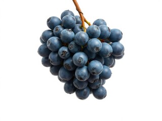 Fototapeta premium A cluster of blue wet grapes hanging from a stem isolated on a white background, bunch, white background, isolation