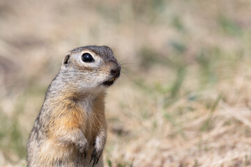 Funny gopher close-up looking at you