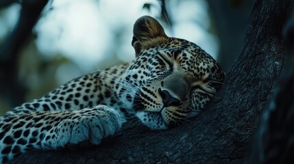 Fototapeta premium Male leopard lounging on a thick tree branch with a soft focus background showing greens and blues in a serene natural habitat.