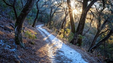 Morning sunlight breaking through trees scenic forest path nature photography serene environment early light tranquility