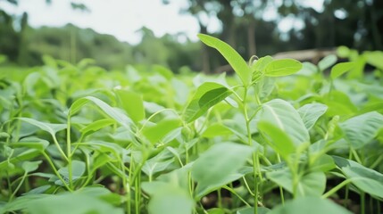Obraz premium Sustainable agriculture featuring lush green soybean sprouts in a vibrant field under natural lighting, showcasing AI integration for crop disease monitoring