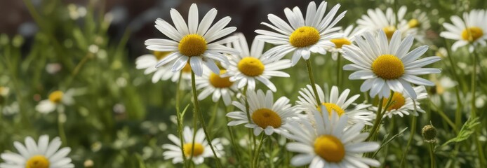 Fototapeta premium Close-up of wild chamomile and daisies in sunlight, oxeye daisies, beauty, chamomile flowers, close-up, petals