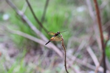 Close up shot of a dragonfly perched on a twig with blurred green grass background