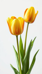 Naklejka premium Close-up of yellow and red tulips in bloom against a clean white backdrop, botanical, seasonal, plant, vibrant